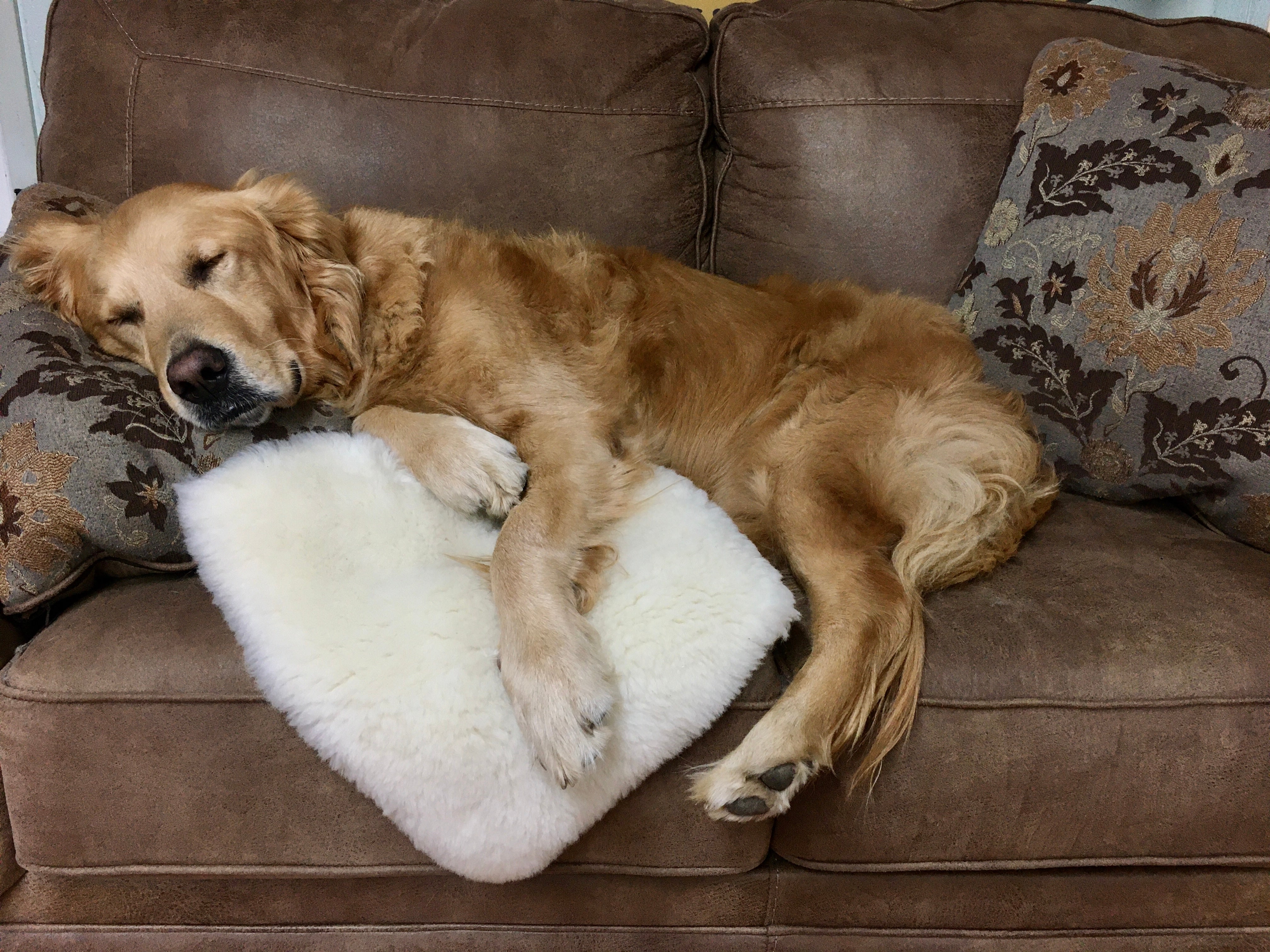 Lambswool shop dog mat