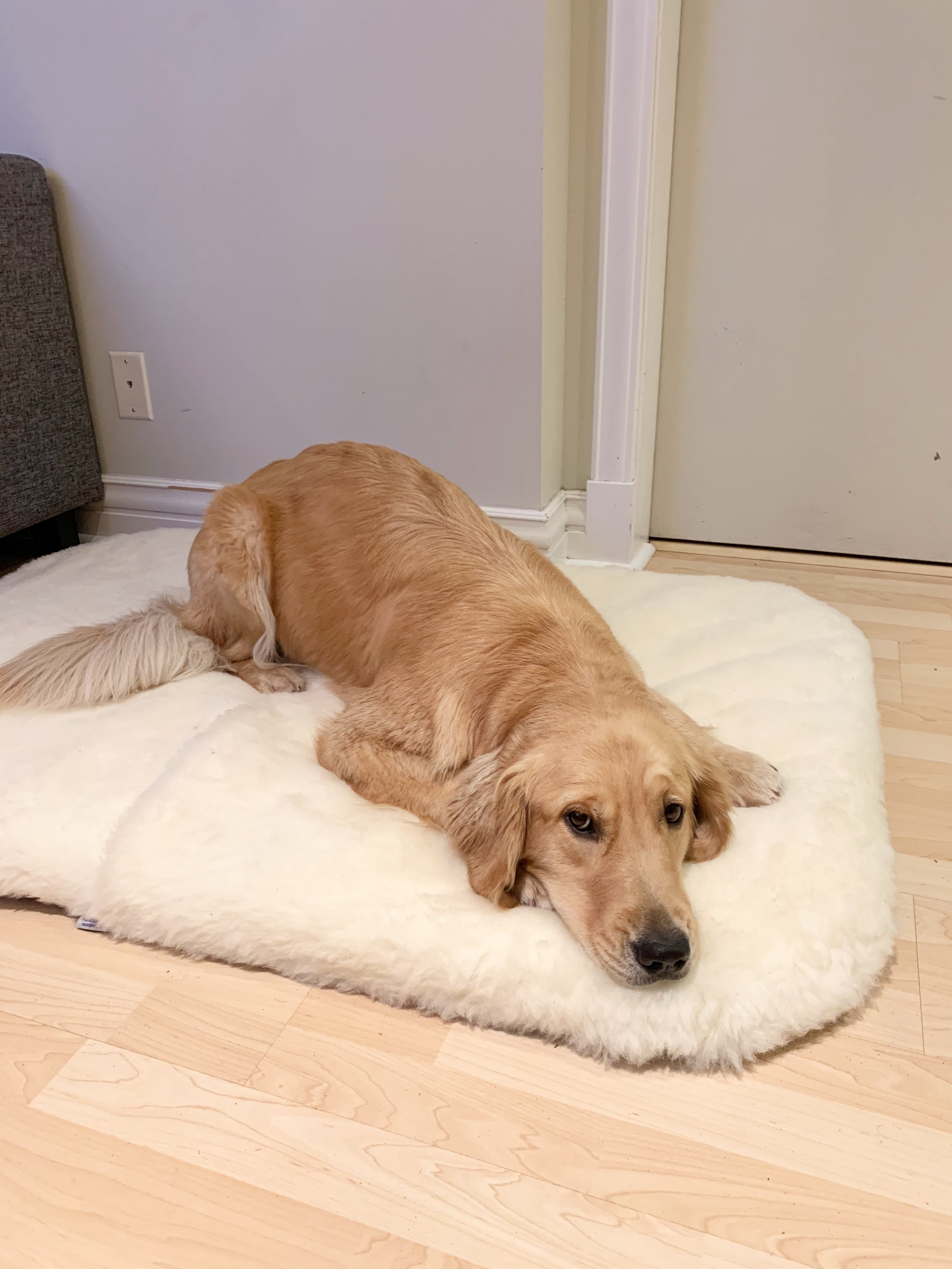 Dog rug bed best sale